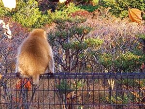 国営あづみ野公園のサル