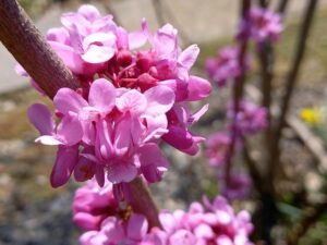 スオウの花