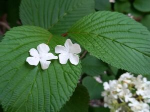 二つのオオデマリの花