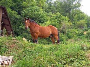 こちらを見つめる馬