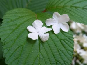 ２つのオオデマリの花