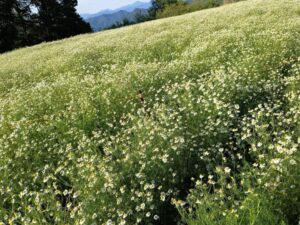 カミツレの花畑