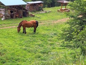 草をはむ馬