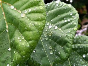 雨に濡れた葉っぱ