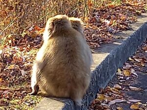 国営アルプスあづみの公園に生息するサル