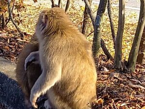 国営アルプスあづみの公園に生息するサル