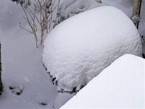 積雪した木