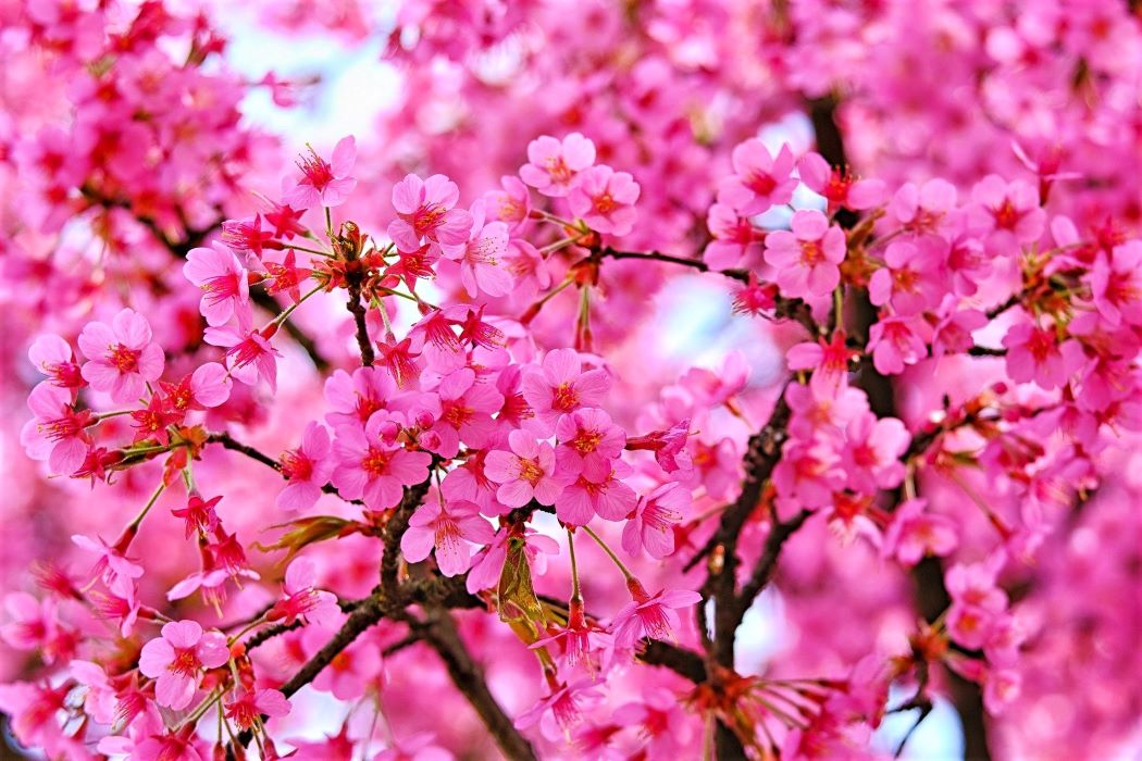 濃いピンクの桜