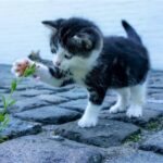 子猫と小さな野の花
