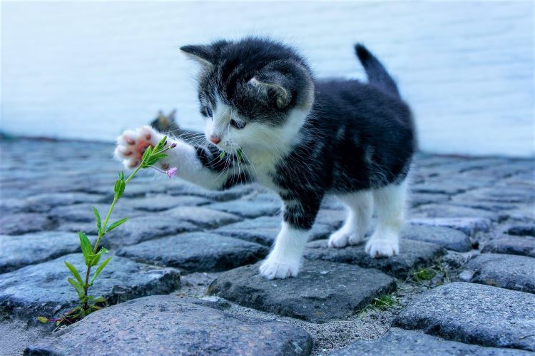 子猫と小さな野の花