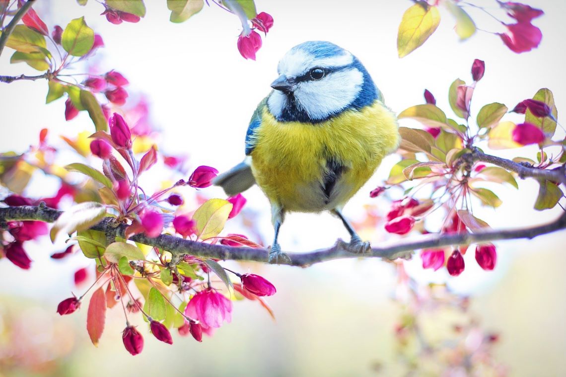 春の訪れと鳥
