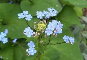 蓼科高原の青い花