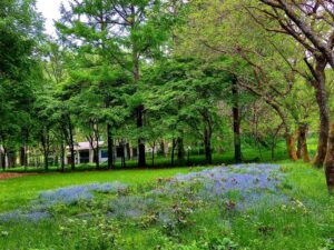蓼科高原　イングリッシュガーデン　青い花と木立