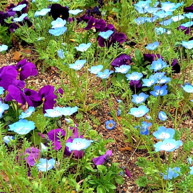 青い花とビオラ