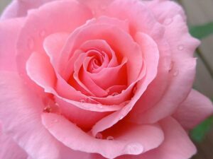 雨に濡れたピンクのバラ