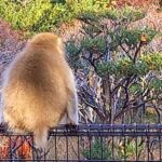 孤独なサル