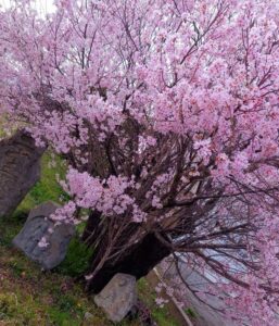 道祖神と桜