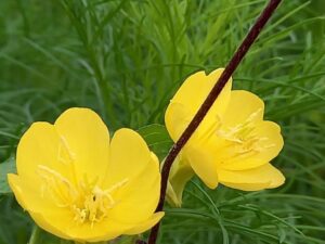 ご近所の黄色い花