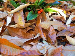 落ち葉と赤い実