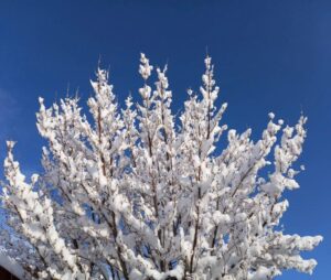 雪に埋もれたサンシュウの木