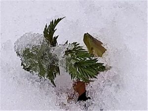 雪の中の福寿草