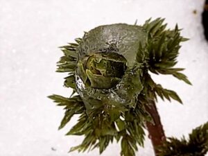 氷の帽子を被った福寿草