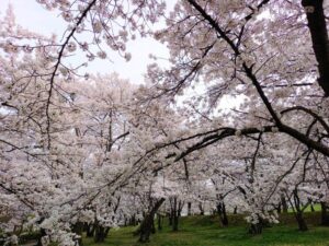 城山公園の桜1