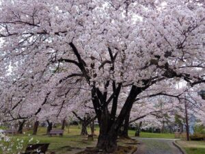城山公園と桜2