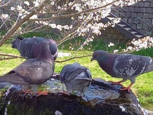 数羽の鳩と噴水と桜