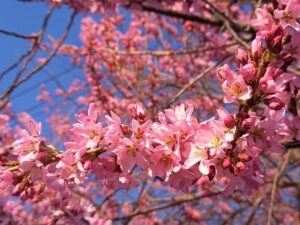 濃いピンクの桜2022