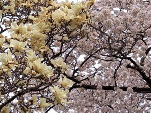城山公園のコブシと桜