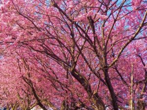 濃いピンクの桜並木