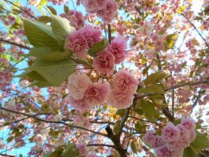 八重桜