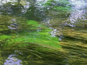 川の藻