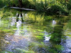 川の藻