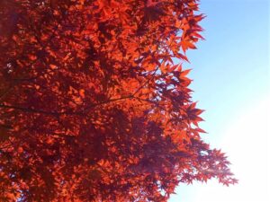 八ヶ岳の赤い紅葉