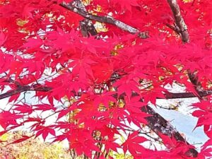 八ヶ岳の紅葉と赤いモミジ