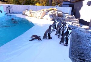 小諸懐古園の動物園 ペンギンいっぱい