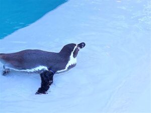 小諸懐古園の動物園 泳ぐペンギン