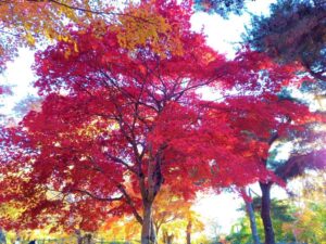 小諸懐古園の赤い紅葉の木