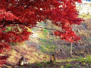 国営アルプスあづみの公園の秋 紅葉と野生のサル
