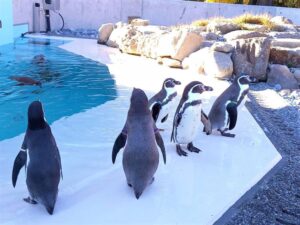 小諸の動物園のペンギンたち