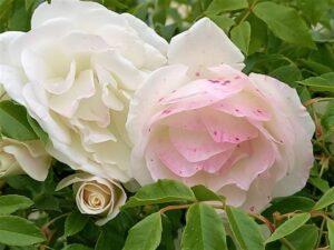 白いバラ２つ