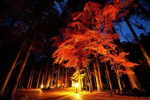 市川さん撮影　秋の木立