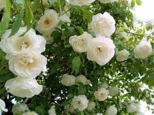 白いバラのアーチ