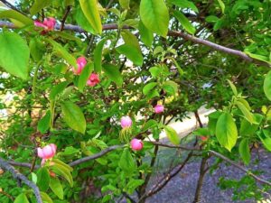 ピンクの春の木