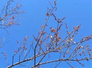 青空と梅の花の蕾