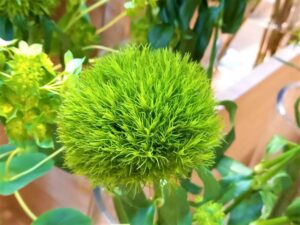 緑のイガイガ植物