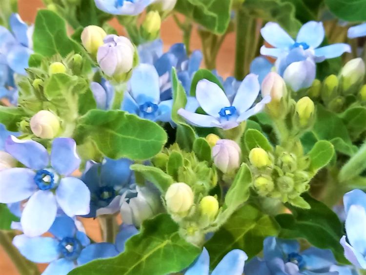 ちいさな青い花