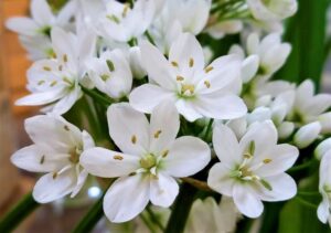 春の白い小さい花